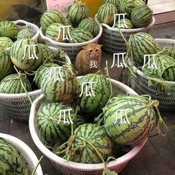 吃瓜娱乐素材哪里找的啊