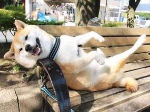 娱乐吃瓜君狗狗